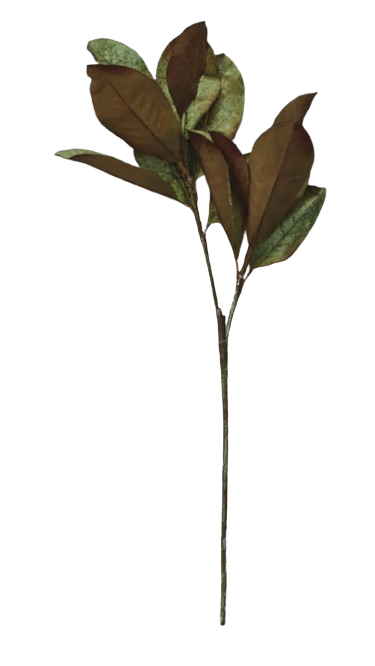 Hadie Fall Magnolia Stem