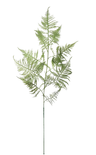 Flora Fern Stem