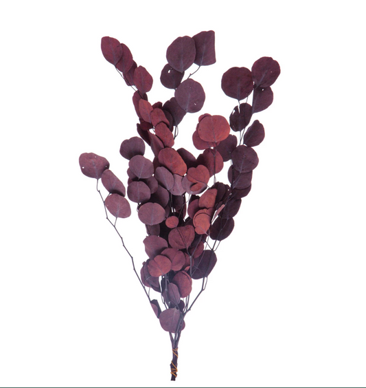 Plum Eucalyptus Stem