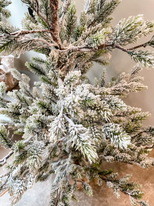 Pine Tree with Burlap Base