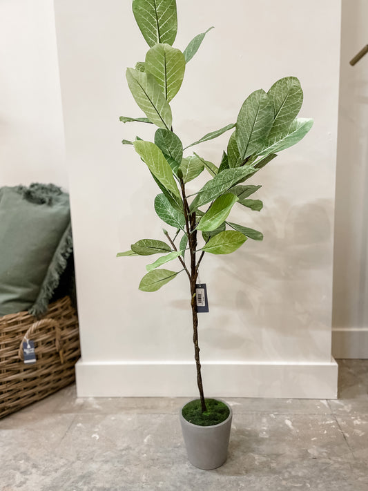 Potted Magnolia Tree (in-store pickup only)