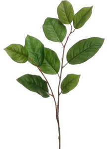 Salal Leaf Stem