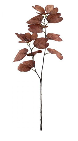 Fall Bauhinia Stem