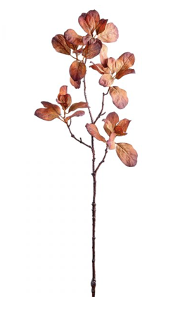 Fall Magnolia Stem