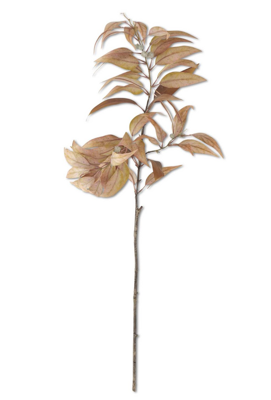 Amber Eucalyptus stem