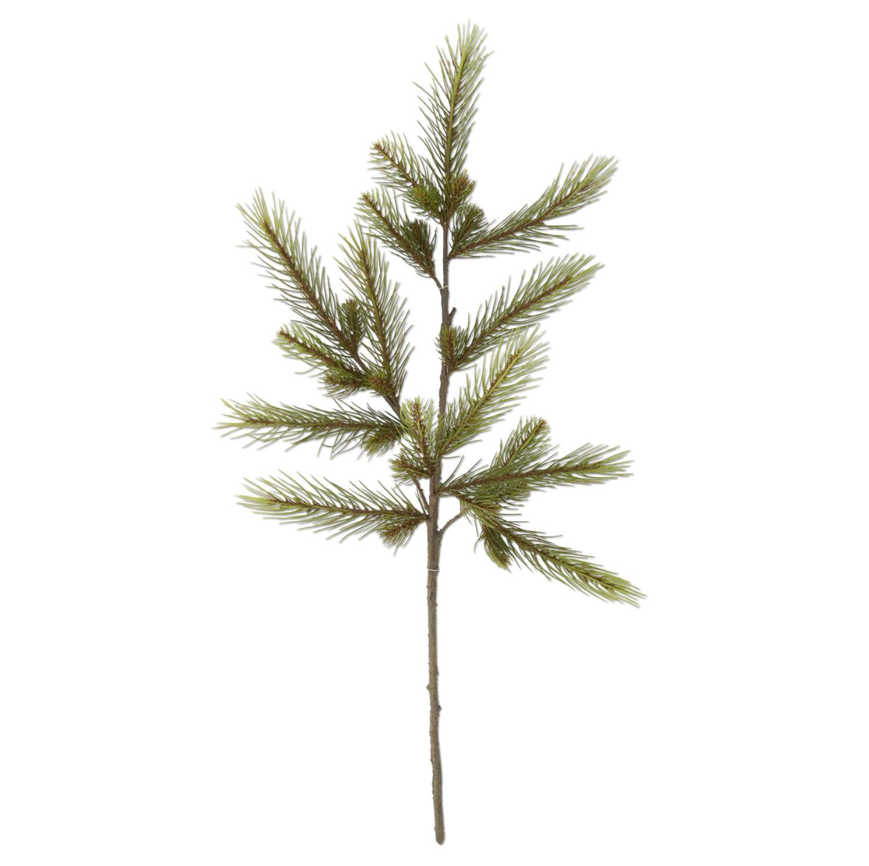 Shep Long Needle Pine Stem