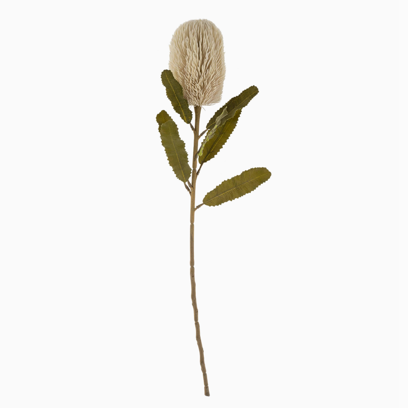 Banks Banksia Floral Stem