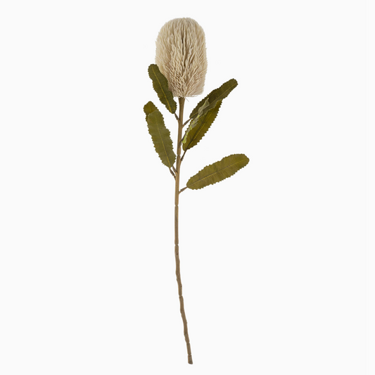 Banks Banksia Floral Stem