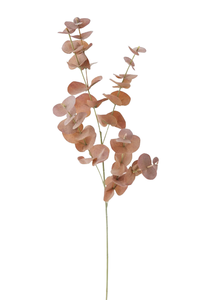 Hugo Eucalyptus Stem