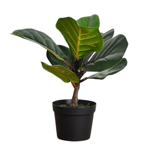 River Fiddle Leaf Tree