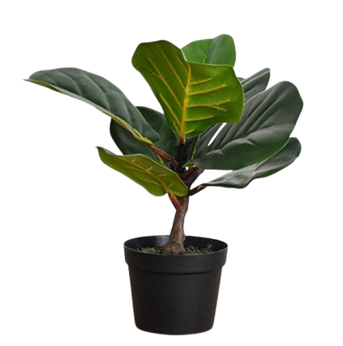 River Fiddle Leaf Tree