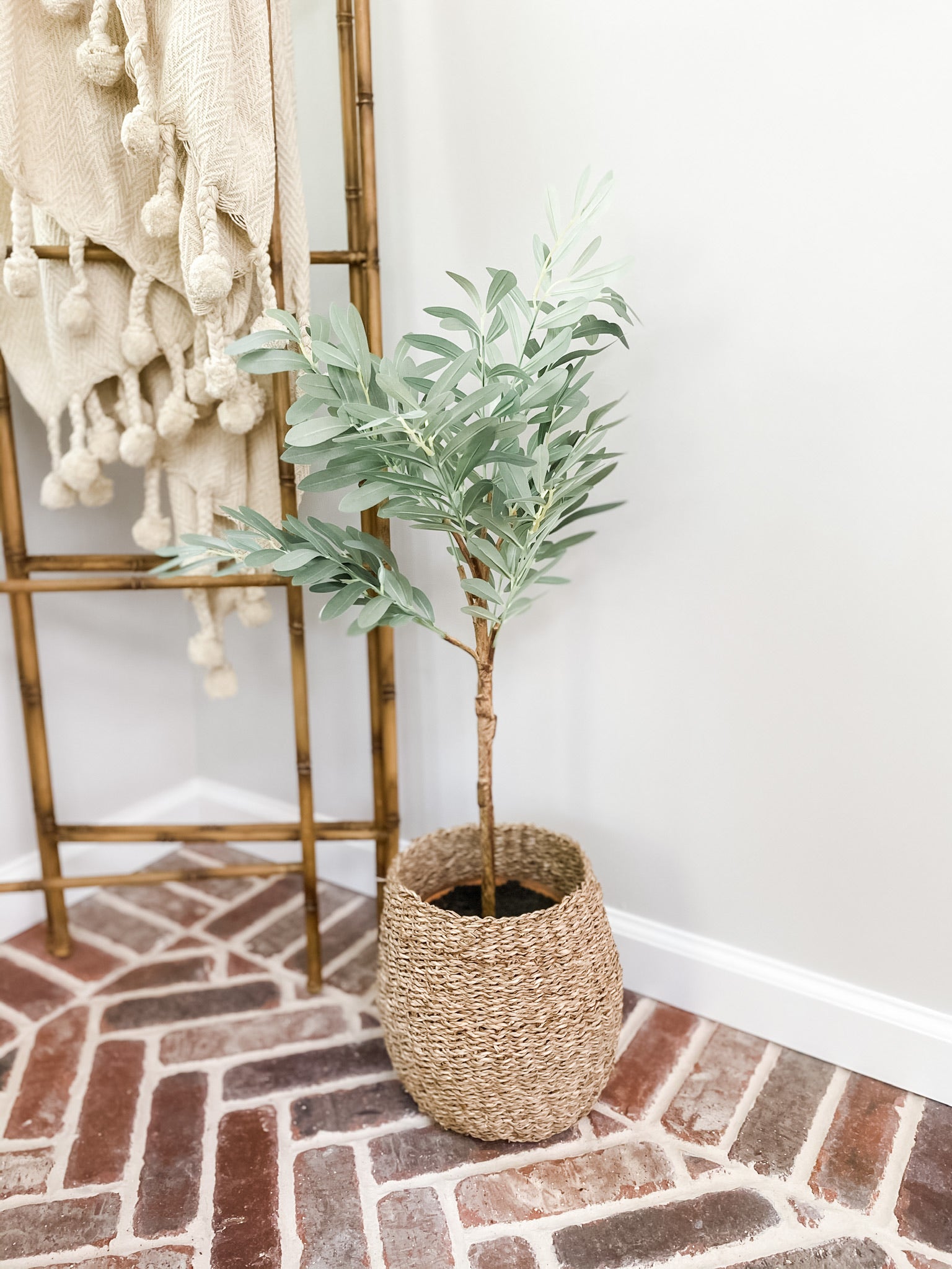 32" Potted Olive Tree - Leyland Blue