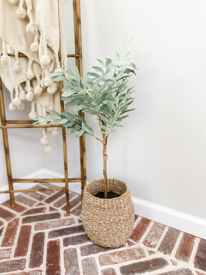 32" Potted Olive Tree - Leyland Blue