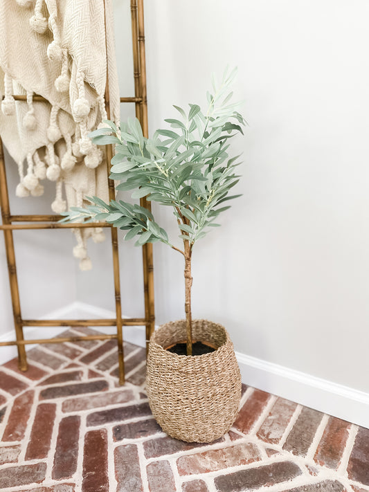 32" Potted Olive Tree - Leyland Blue