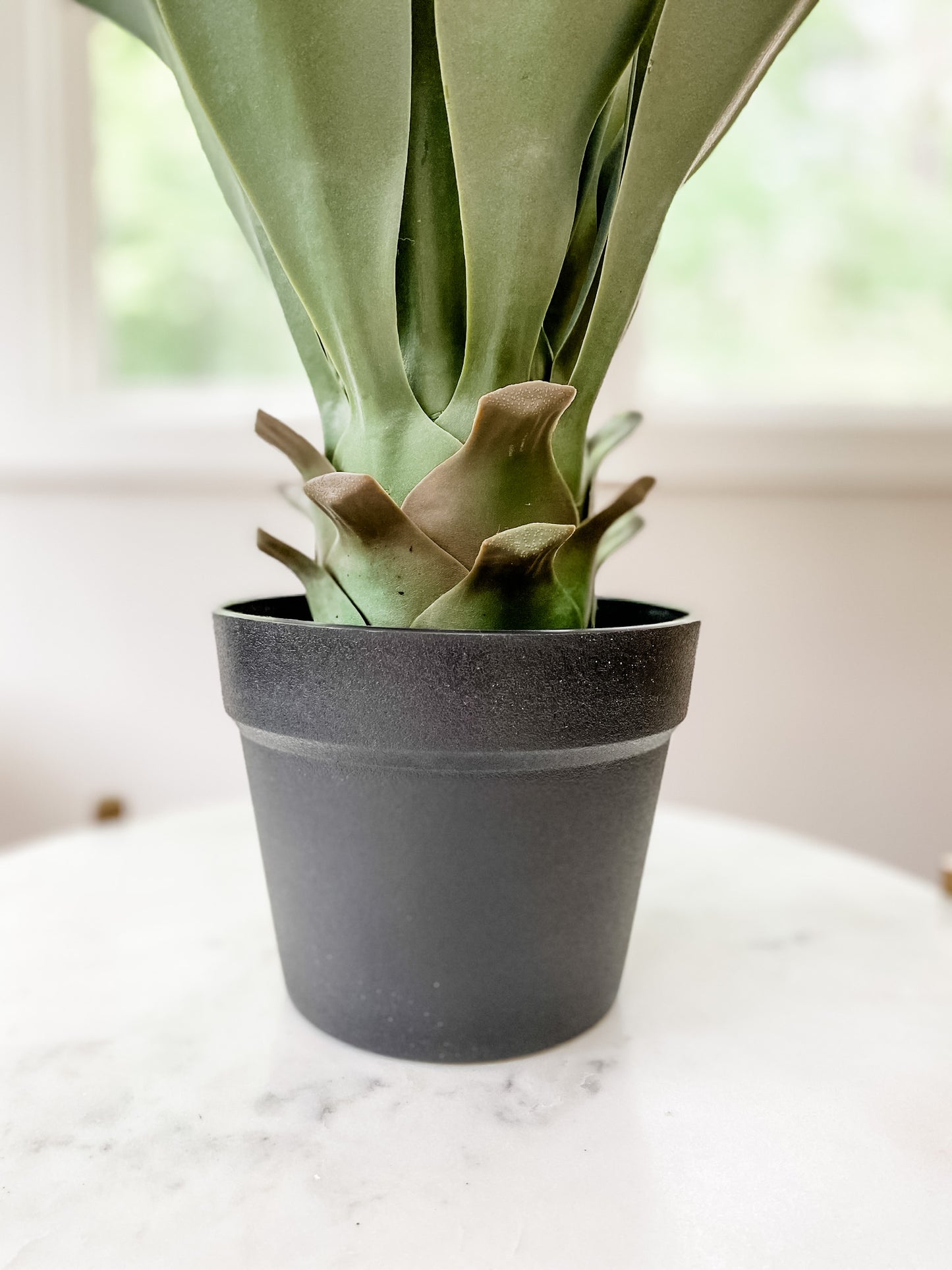 2' Potted Succulant - Leyland Blue