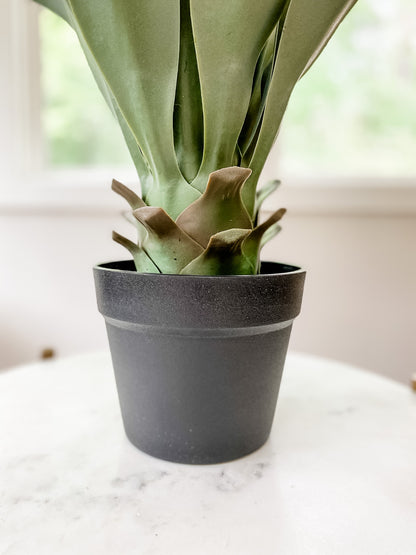 2' Potted Succulant - Leyland Blue