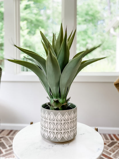 2' Potted Succulant - Leyland Blue