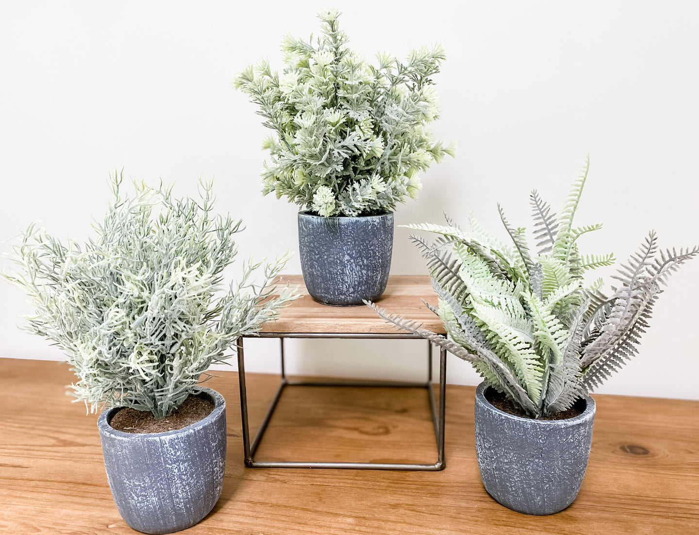 Potted Ferns