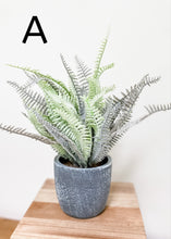 Load image into Gallery viewer, Potted Ferns
