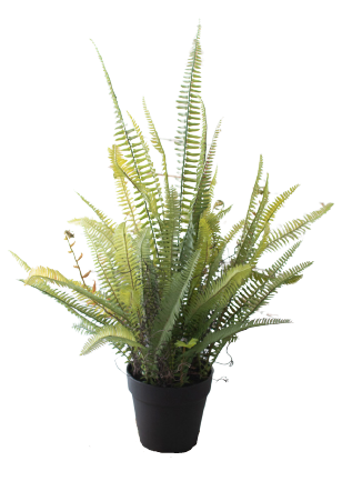 Large Potted Fern