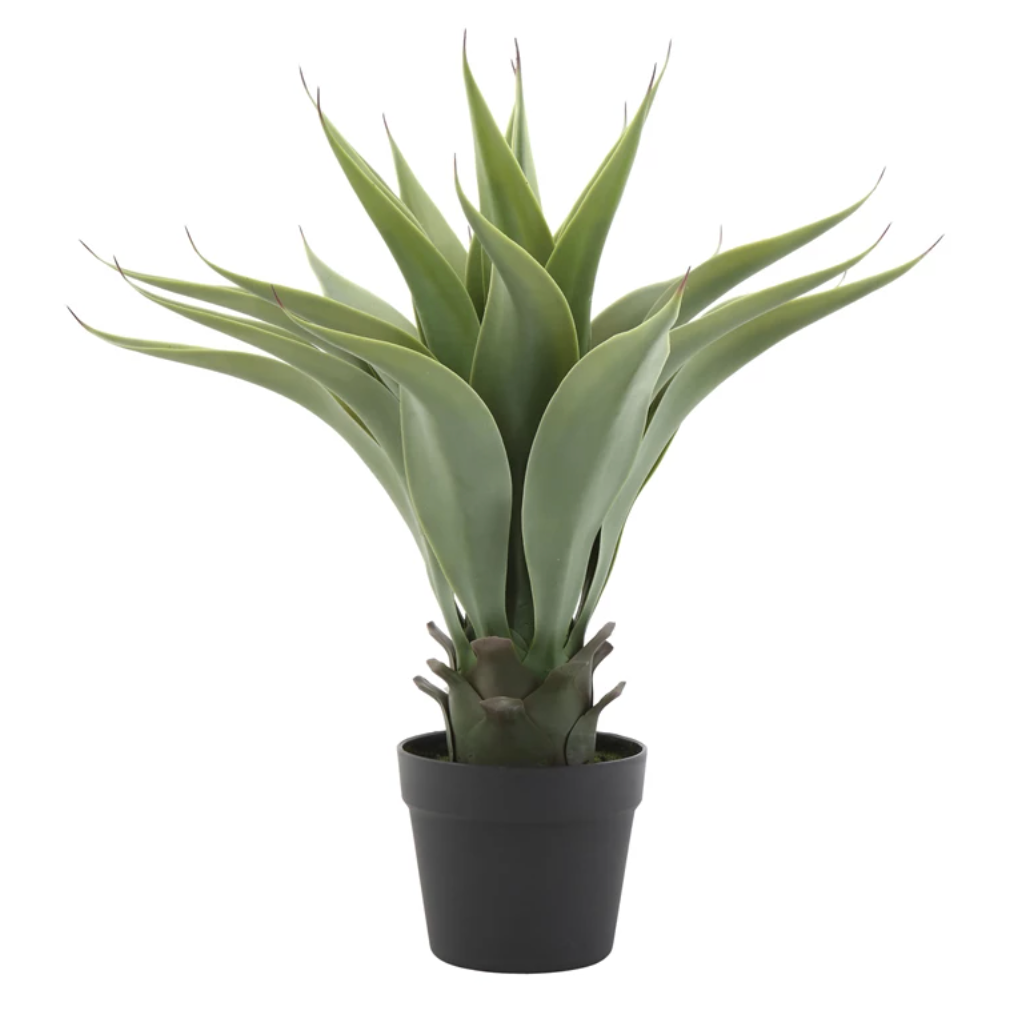 2' Potted Succulent
