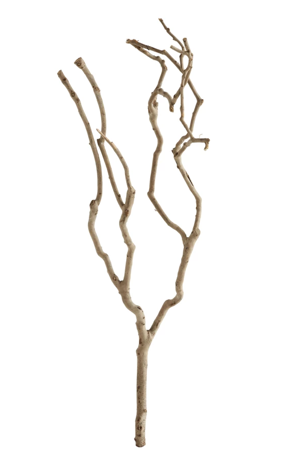 Tea Tree Branch