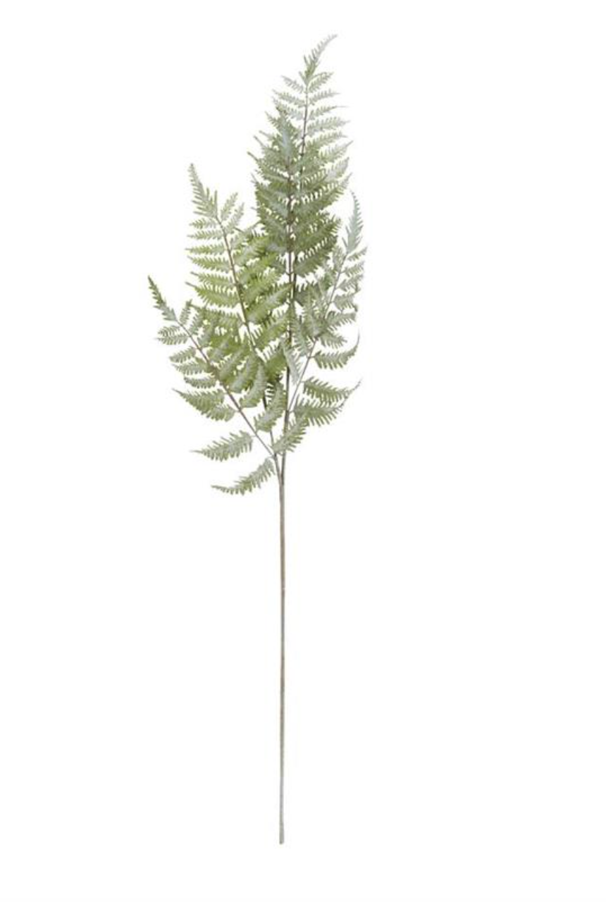 Fern Stem