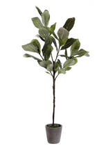 Load image into Gallery viewer, Potted Magnolia Tree (in-store pickup only)
