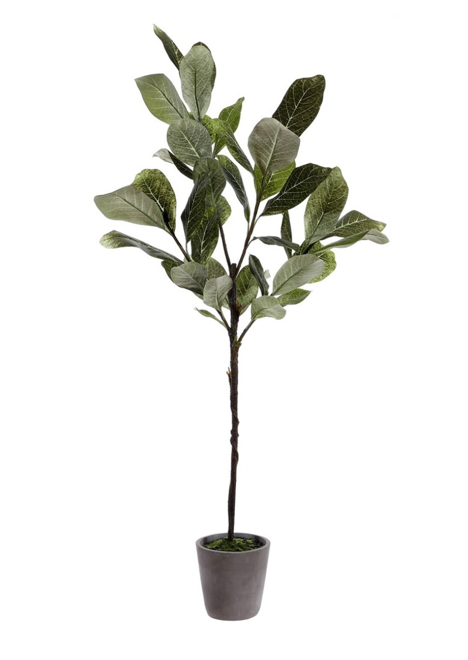 Potted Magnolia Tree (in-store pickup only)