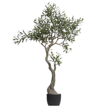 Load image into Gallery viewer, 5&#39; Olive Tree (store pickup only)
