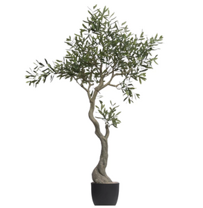 5' Olive Tree (store pickup only)