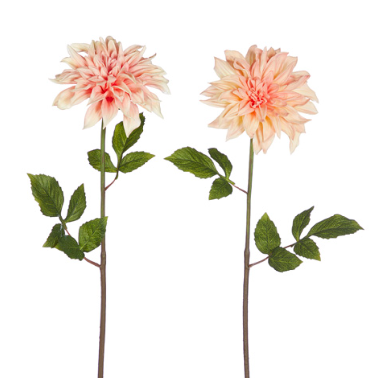 Dahlia Stem
