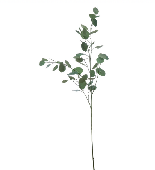 Val Eucalyptus Branch