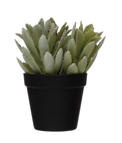 Succulent in Pot