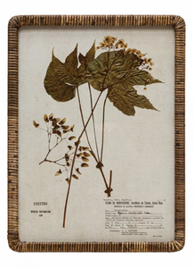 Rattan Wrapped Botanical Print