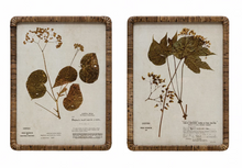 Load image into Gallery viewer, Rattan Wrapped Botanical Print
