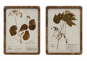 Rattan Wrapped Botanical Print