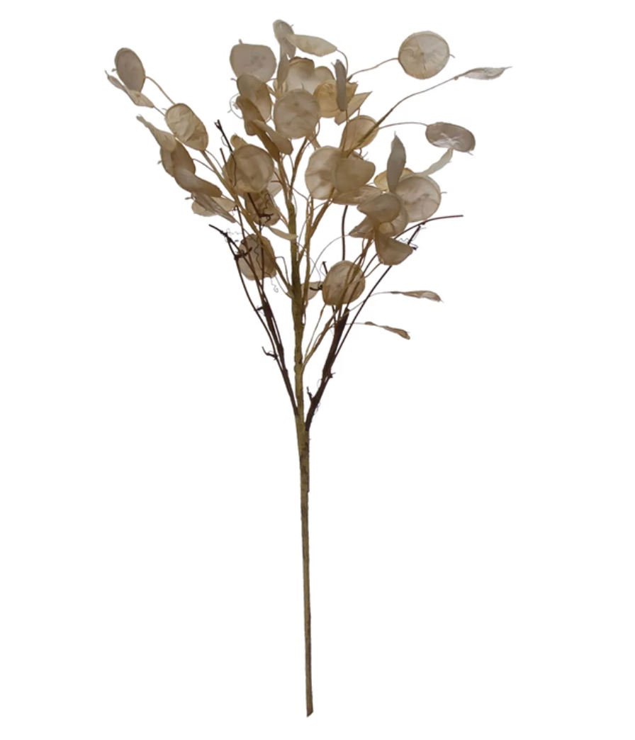 Silver Dollar Stem
