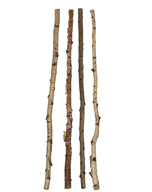 Birch Branch