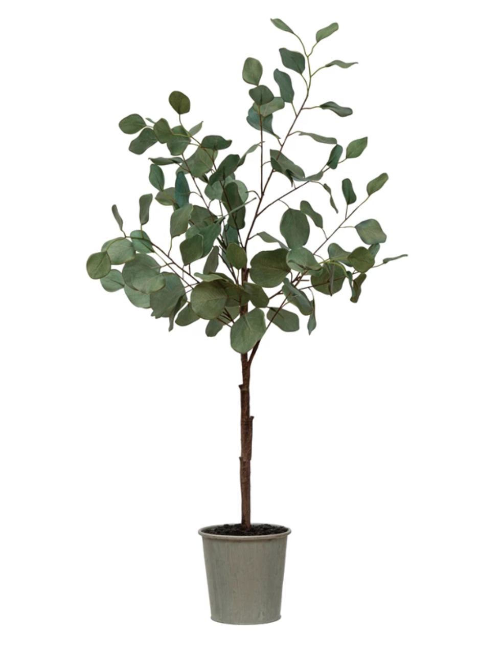 Potted Eucalyptus Tree