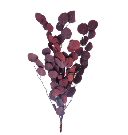Plum Eucalyptus Stem