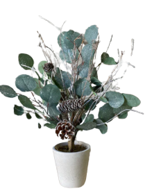 Silver Eucalyptus Tree - Potted
