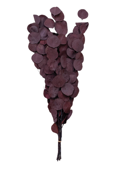 Plum Eucalyptus Stem