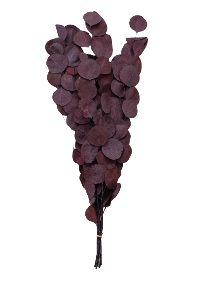 Plum Eucalyptus Stem
