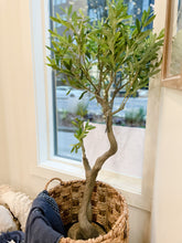 Load image into Gallery viewer, 5&#39; Olive Tree (store pickup only)
