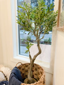 5' Olive Tree (store pickup only)