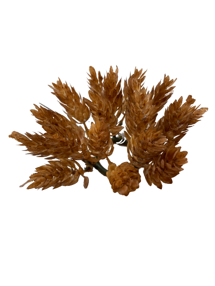 Gold Hops Taper Ring