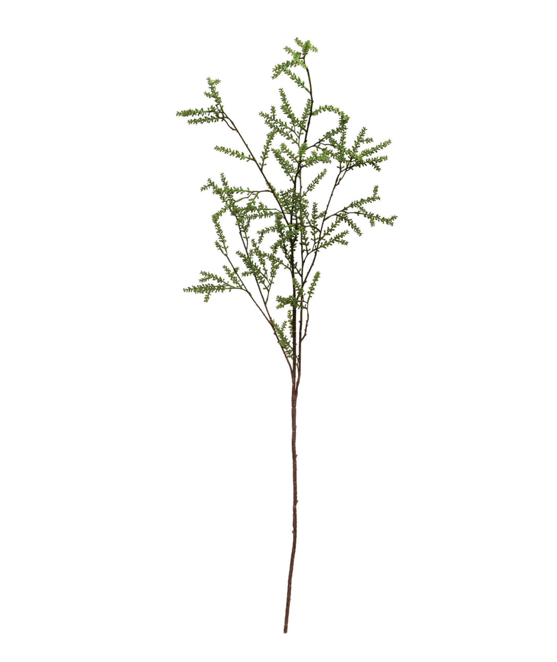 Jay Budded Stem