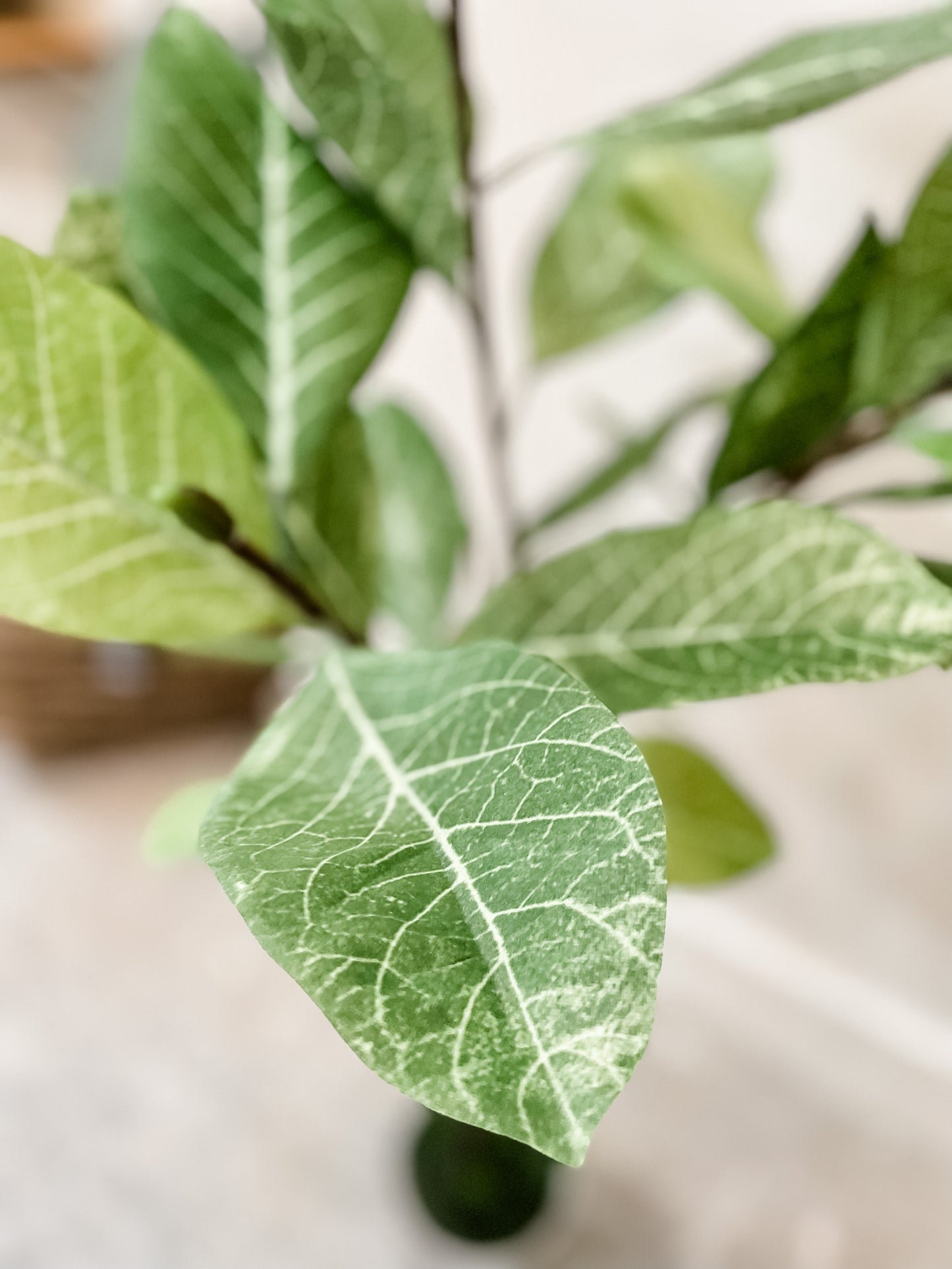 Potted Magnolia Tree (in-store pickup only)