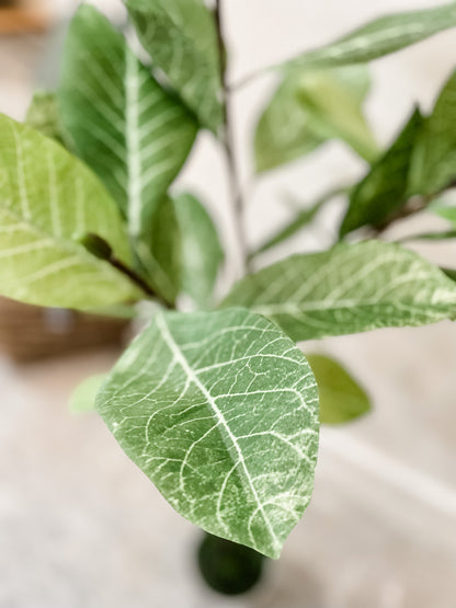 Potted Magnolia Tree (in-store pickup only)